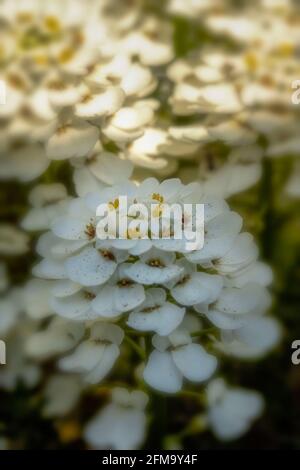 Iberis Saxatilis (dwarf candytuft) showing natural pattern and texture Stock Photo