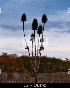 Europe, Germany, Hesse, Lahn-Dill-Bergland Nature Park, Gladenbach, fallow land with wild teasel in front of autumn forest Stock Photo