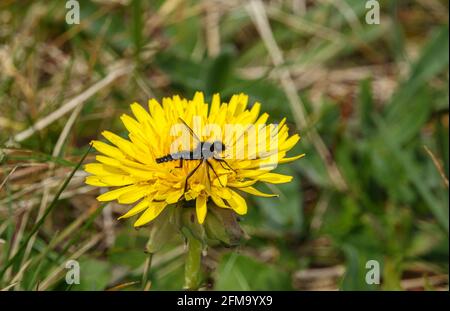 closeup macro of a St Mark's Flies on a bright yellow dandelion flower in bloom Stock Photo