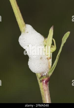 Spittle Bug Foam On A Wild Plant Immature Spittle Bugs Are Hidden Inside The White Frothy Foam As They Feed On The Plant Tissue Stock Photo Alamy