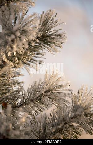 Close-up of frozen pine branches, blurred background Stock Photo
