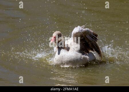 The American Buff goose is a breed of domestic goose native to the United States Stock Photo