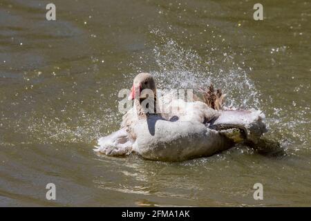 The American Buff goose is a breed of domestic goose native to the United States Stock Photo