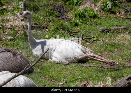 Head the greater or American rhea (Rhea americana), native to south America. Natural and leucistic birds. Stock Photo