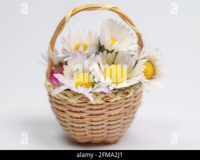 Daisies in the basket in a close-up Stock Photo