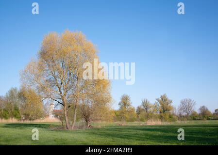 In spring, a tall deciduous tree grows in a meadow in front of a small village in Bavaria Stock Photo