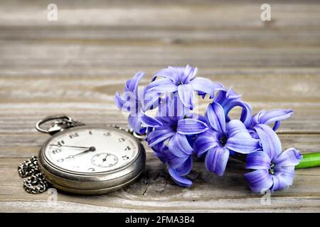 Fathers day gift Vintage pocket watch and hyacinth flower Stock Photo Alamy