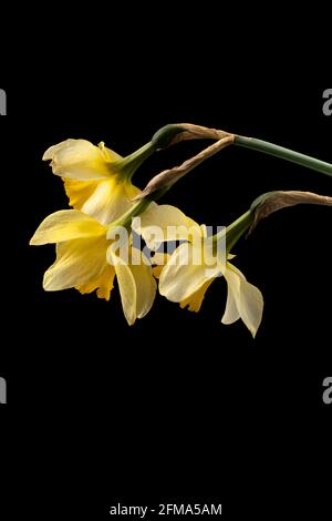 Blooming buds of daffodils flowers on a black background Stock Photo