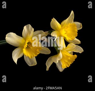Blooming buds of daffodils flowers on a black background Stock Photo