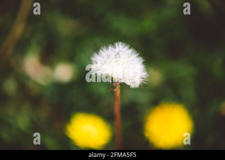 Beautiful white dandelion on background green lawn with yellow flowers Stock Photo
