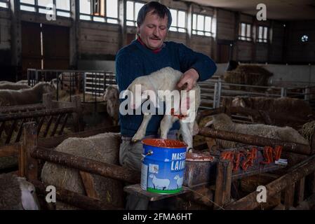 Schäfer marks a newborn lamb with paint especially for sheep Stock Photo