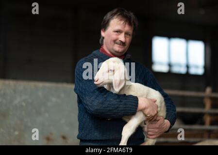 Shepherd holds newborn Easter lamb in his arms, lamb, merino sheep. Stock Photo