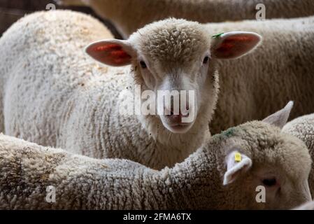 Young sheep, Easter lamb Stock Photo