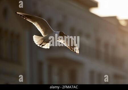 Black-headed gull, Larus ridibundus, Chroicocephalus ridibundus, male, in flight Stock Photo