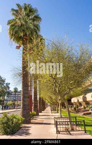 Looking south on North Central Ave. in Phoenix, Arizona at rows of palm trees and Palo Verde trees which are the Arizona state tree. Stock Photo