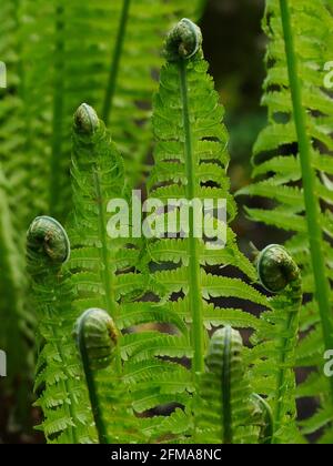 Uncurling fronds of shuttlecock fern (matteucia struthiopteris) Stock Photo