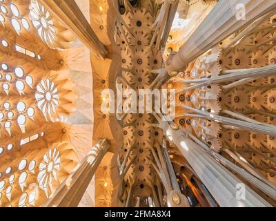Detail of the Ceiling. La Sagrada Familia Basilica. Barcelona. Spain. The Basilica and Expiatory Church of the Holy Family is a large Roman Catholic church in Barcelona, designed by Catalan Spanish architect Antoni Gaudí (1852–1926). Stock Photo