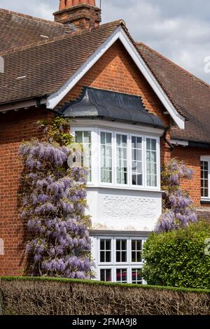 Wisteria in full bloom grows up Edwardian house in London UK. Photographed in May early when the attractive purple flowers are in full bloom. Stock Photo