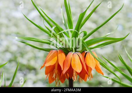 A beautiful imperial grouse flower on a defocused background of blooming apple trees. Selective Focus Stock Photo