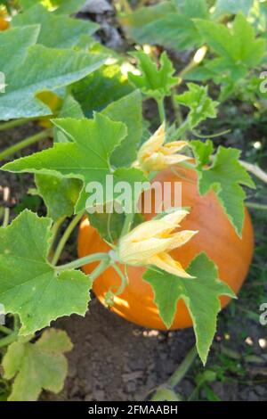 Red hundredweight pumpkin (Cucurbita maxima) with blossom in the vegetable patch Stock Photo