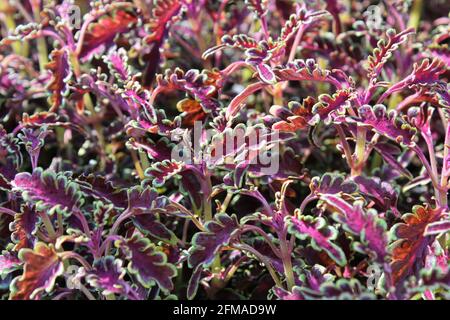Macro of red and green leaved coleus seedling plants Stock Photo