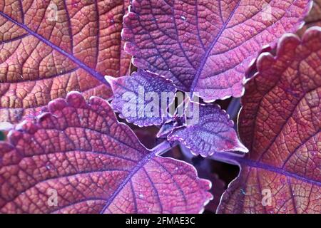 Macro of the center leaves of a red and purple coleus Stock Photo