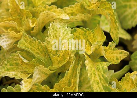 Closeupf of variegated yellow and green coleus leaves Stock Photo