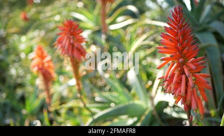 Aloe succulent plant red flower, California USA. Desert flora, arid climate natural botanical close up background. Vivid juicy bloom of Aloe Vera. Gardening in America, grows with cactus and agave. Stock Photo