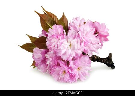 Japanese cherry blossom isolated on white background Stock Photo