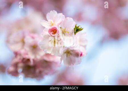 Flowering ornamental cherry Stock Photo