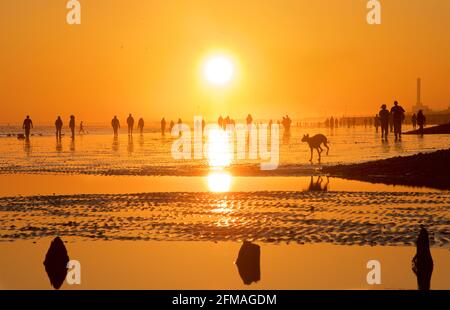 Brighton and Hove beach at low tide looking west. Silhouettes of people walking along the sandy shore at sunset. East Sussex, England. Dog by a pool of water. Stock Photo