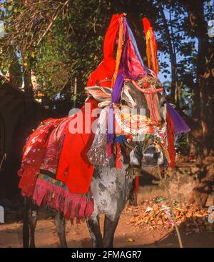 GOA, INDIA - Decorated cow at Shantadurga Hindu Temple in Calangute Stock Photo