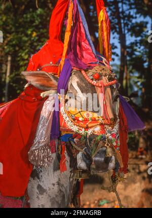 GOA, INDIA - Decorated cow at Shantadurga Hindu Temple in Calangute Stock Photo