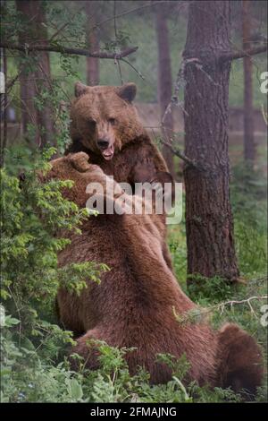 A brown bear walks at the Dancing Bears Reserve in the Rila mountains near Belitsa, Bulgaria. The Dancing Bears Reserve was founded by Brigitte Bardot's animal rights foundation and Four Paws animal protection organisation Stock Photo