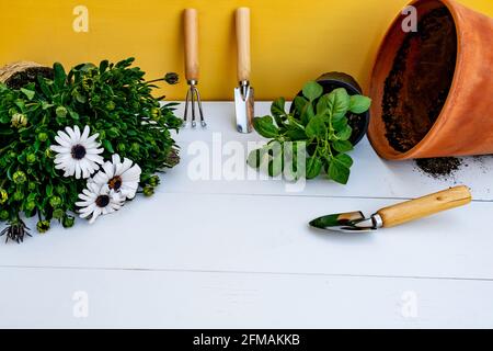Gardening tools leaning against yellow wall,pot and daisy plant and basil on white wooden background. Spring garden works concept. Stock Photo