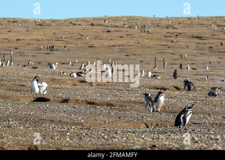 Penguins on Isla Magdalena, Monumento Natural Los Pinguinos, Patagonia, Chile Stock Photo