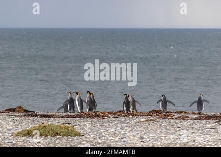 King penguins (Aptenodytes patagonicus) on Tierra del Fuego, Parque Pinguino Rey, Tierra del Fuego, Chile Stock Photo