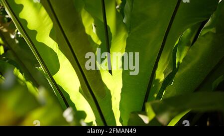 black raven zz plant price The Zz Ravan or Black Zz Plant main image 0