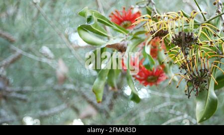 Firewheel tree red flowers, California USA. Australian white beefwood oak, stenocarpus sinuatus unusual unique original exotic inflorescence. Calm forest atmosphere, tropical rainforest garden design. Stock Photo