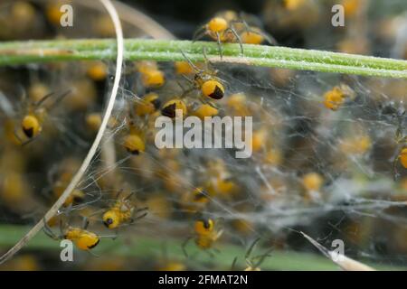 European garden spider juveniles, Araneus diadematus in web Stock Photo