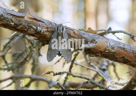 Pine hawk moth, Sphinx pinastri resting on pine branch, pine forest in the background Stock Photo