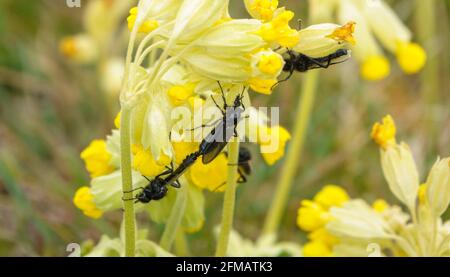 closeup macro of a St Mark's Flies on a bright yellow cowslip flower in bloom Stock Photo