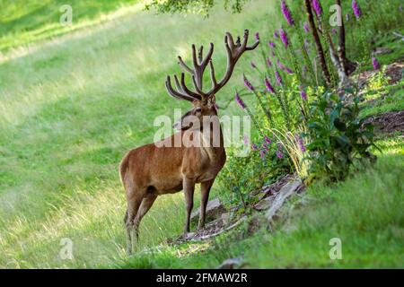Germany, Baden-Wuerttemberg, red deer, Cervus elaphus, with antlers in the bast in front of a red foxglove Stock Photo