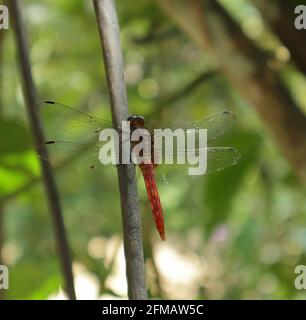Side view of a red dragonfly perched on electric wire in sunny day Stock Photo