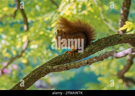 Germany, Baden-Wuerttemberg, Eurasian red squirrel, Sciurus vulgaris, sits on branch and eats. Stock Photo