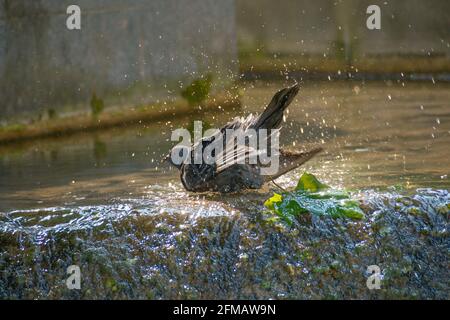 Germany, Baden-Wuerttemberg, pigeon, domestic pigeon bathes, plumage cleaning in the water of a fountain bowl Stock Photo