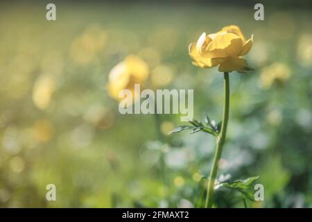 Italy, Dolomites, province of Belluno, alpine globeflower, Trollius europaeus Stock Photo