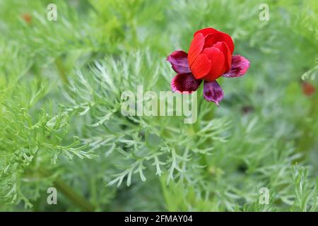 Adonis annua Pheasant’s eye – scarlet red flowers with maroon sepals and feathery leaves,  May, England, UK Stock Photo