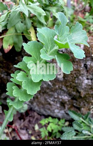 Asarina procumbens leaves only trailing snapdragon – whorls of thick green kidney-shaped shallow lobed leaves, May, England, UK Stock Photo