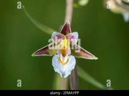 Marsh stendellum (Epipactis palustris), a terrestrial orchid (Orchidaceae), Chancy, Geneva, Switzerland Stock Photo